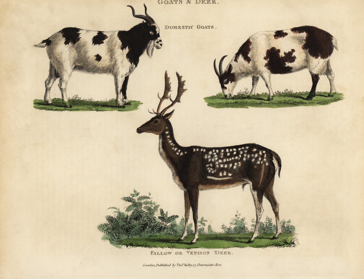 Hausziegen und Damhirsche von William Smellie