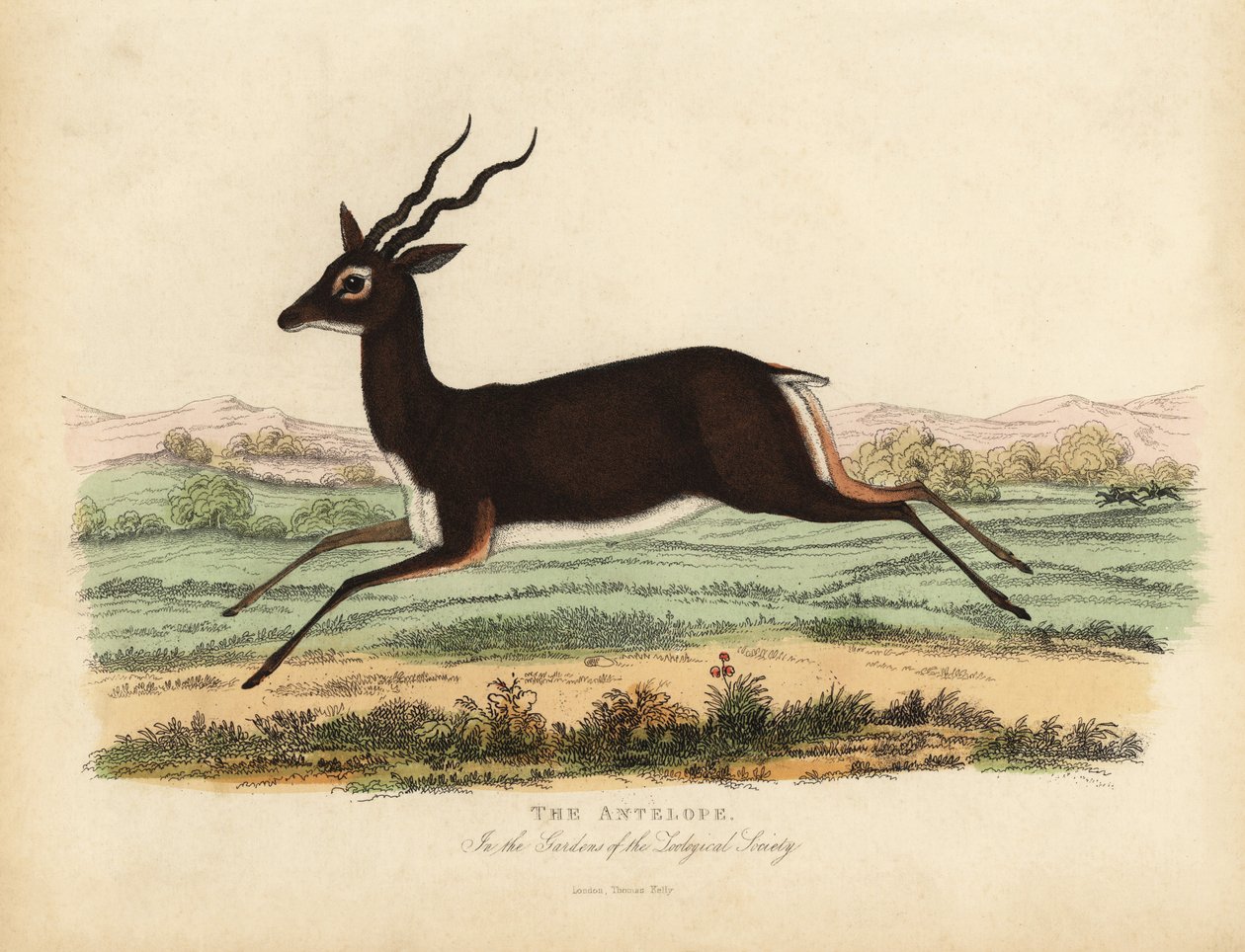Indische Antilope oder Schwarzbock, Antilope cervicapra von William Smellie