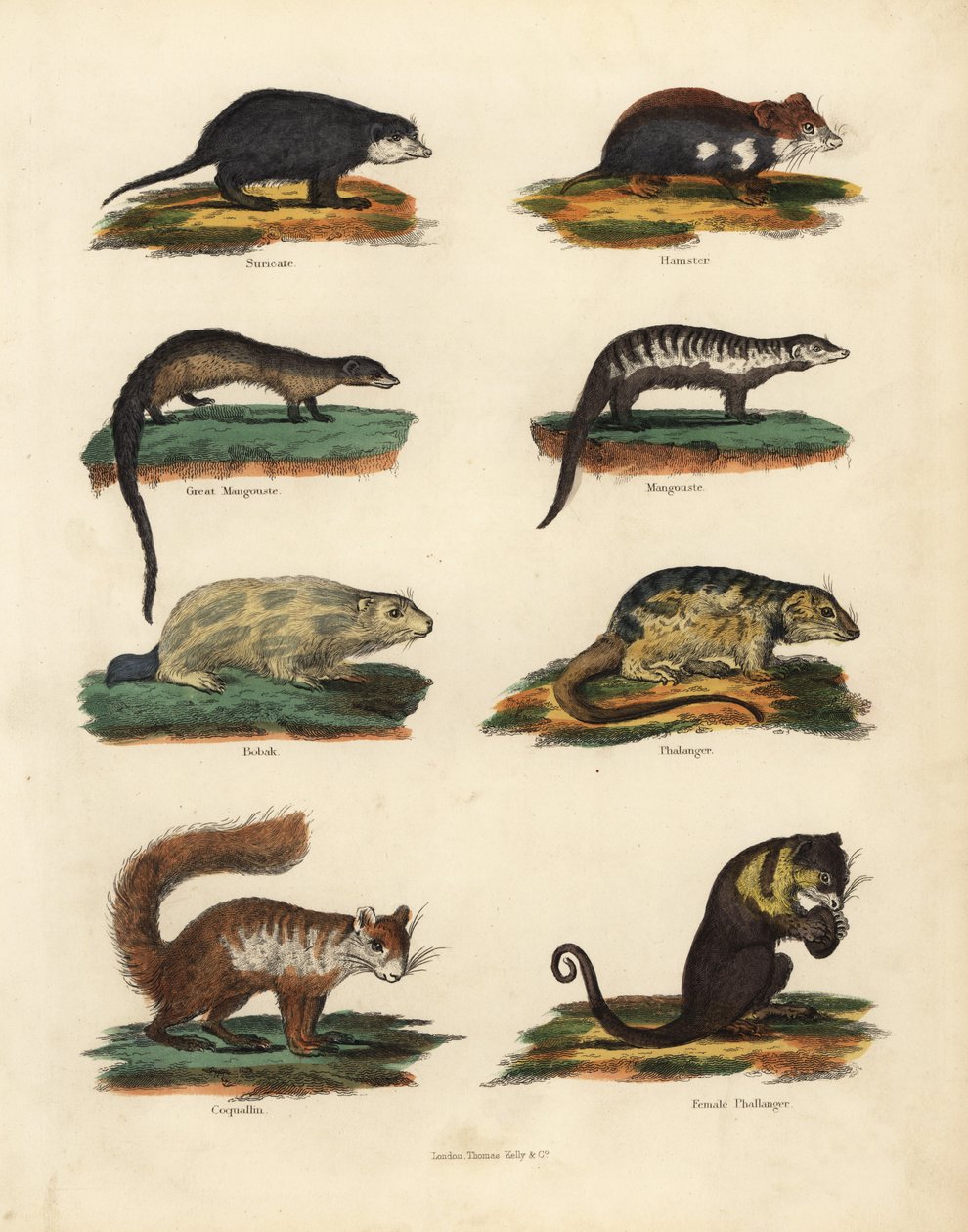 Nagetiere von William Smellie
