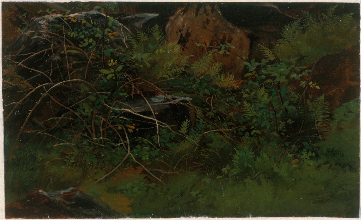 Studie aus der Natur von William Stanley Haseltine