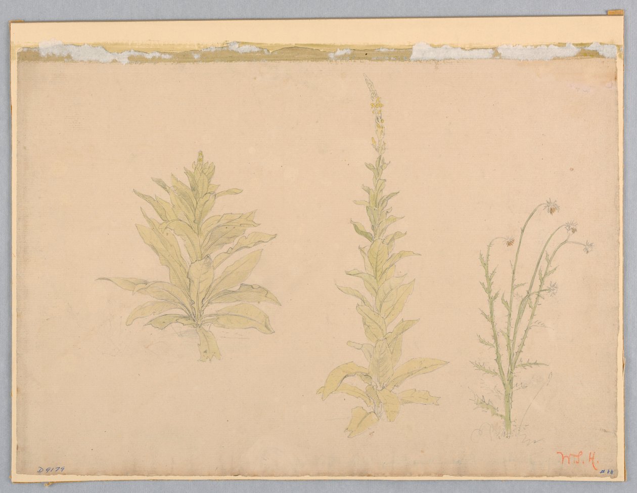 Studie von Königskerzenpflanzen von William Stanley Haseltine