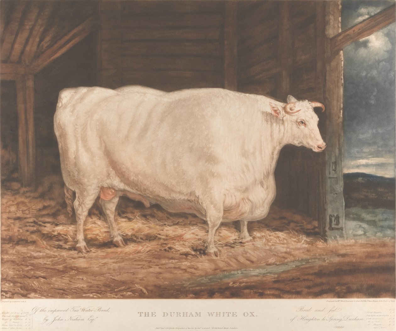 Der Durham Weiße Ochse / Von der verbesserten Tees-Wasser-Rasse, / von John Nesham, Esqr. / Gezüchtet und gefüttert / von Houghton le Spring, Durham von William Ward