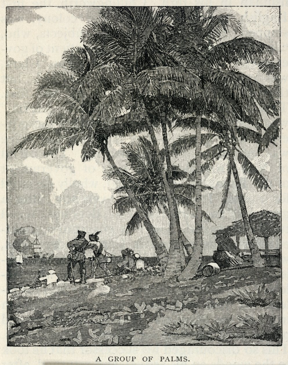 Eine Gruppe von Palmen, aus The Century Magazine, Februar 1887 von Winslow Homer