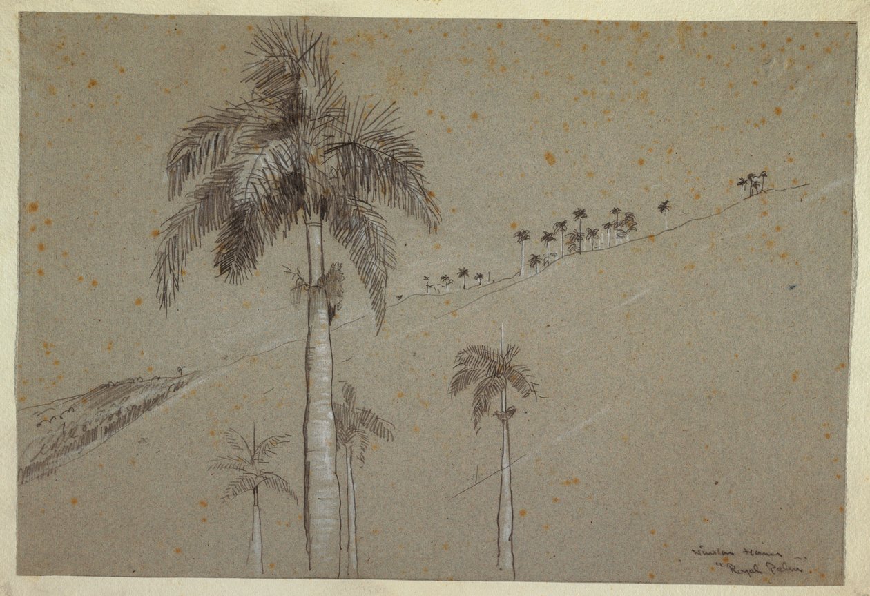 Königspalme, Kuba, 1885 von Winslow Homer