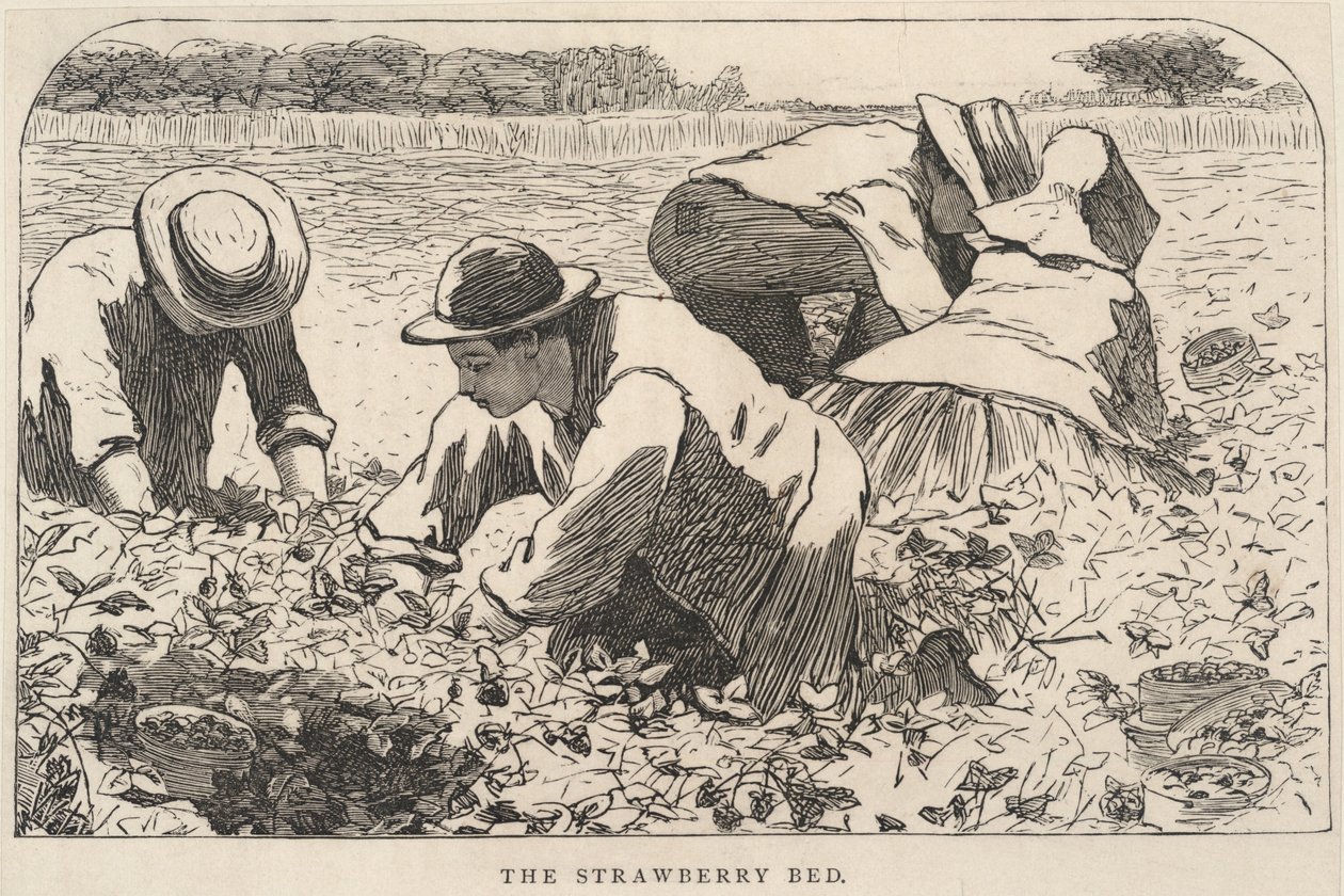 Das Erdbeerbett, aus Our Young Folks, Juli 1868 von Winslow Homer