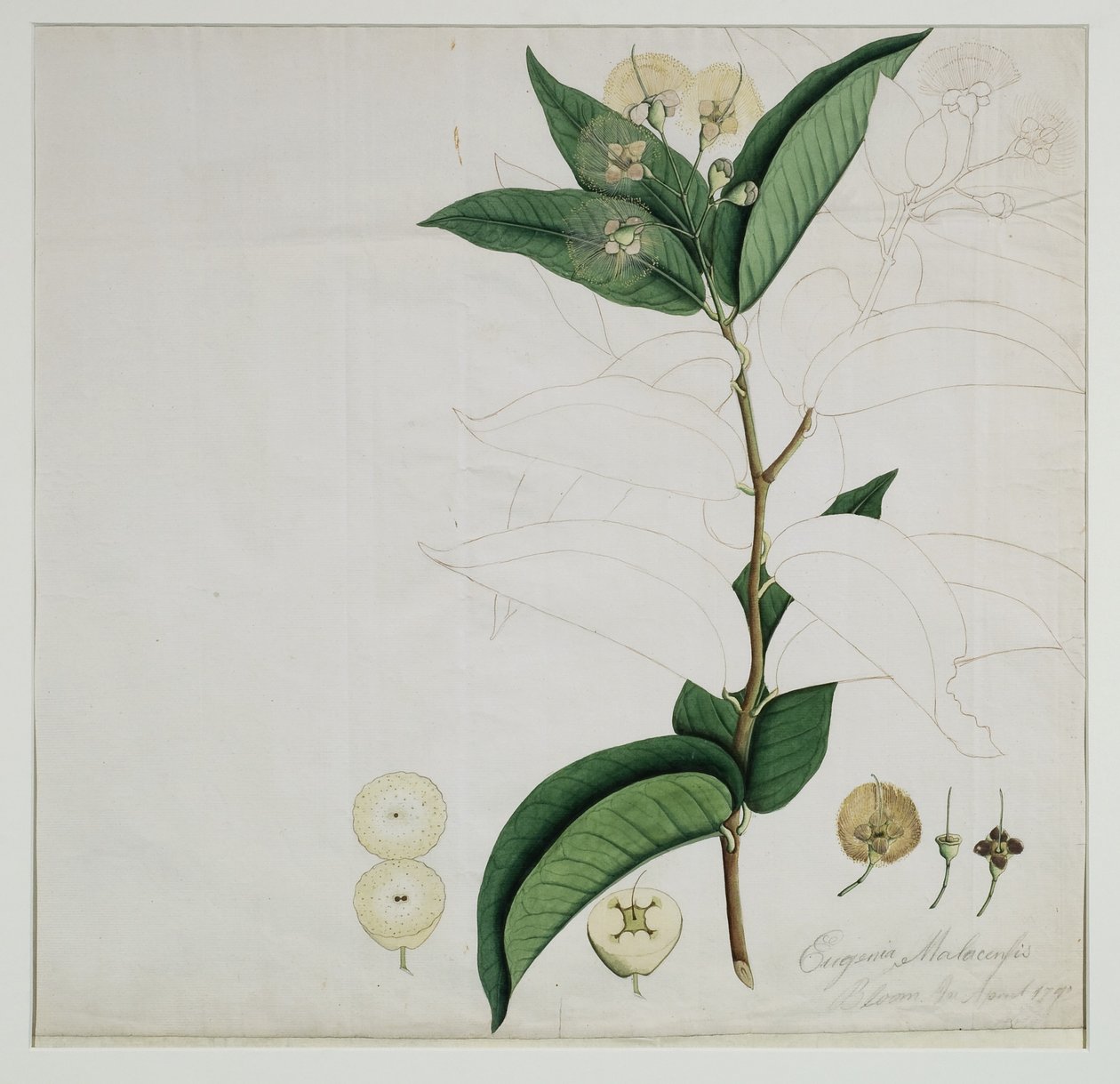 Syzygium aqueum (Wasserrosenapfel) von Zayn al Din Zayn al Din