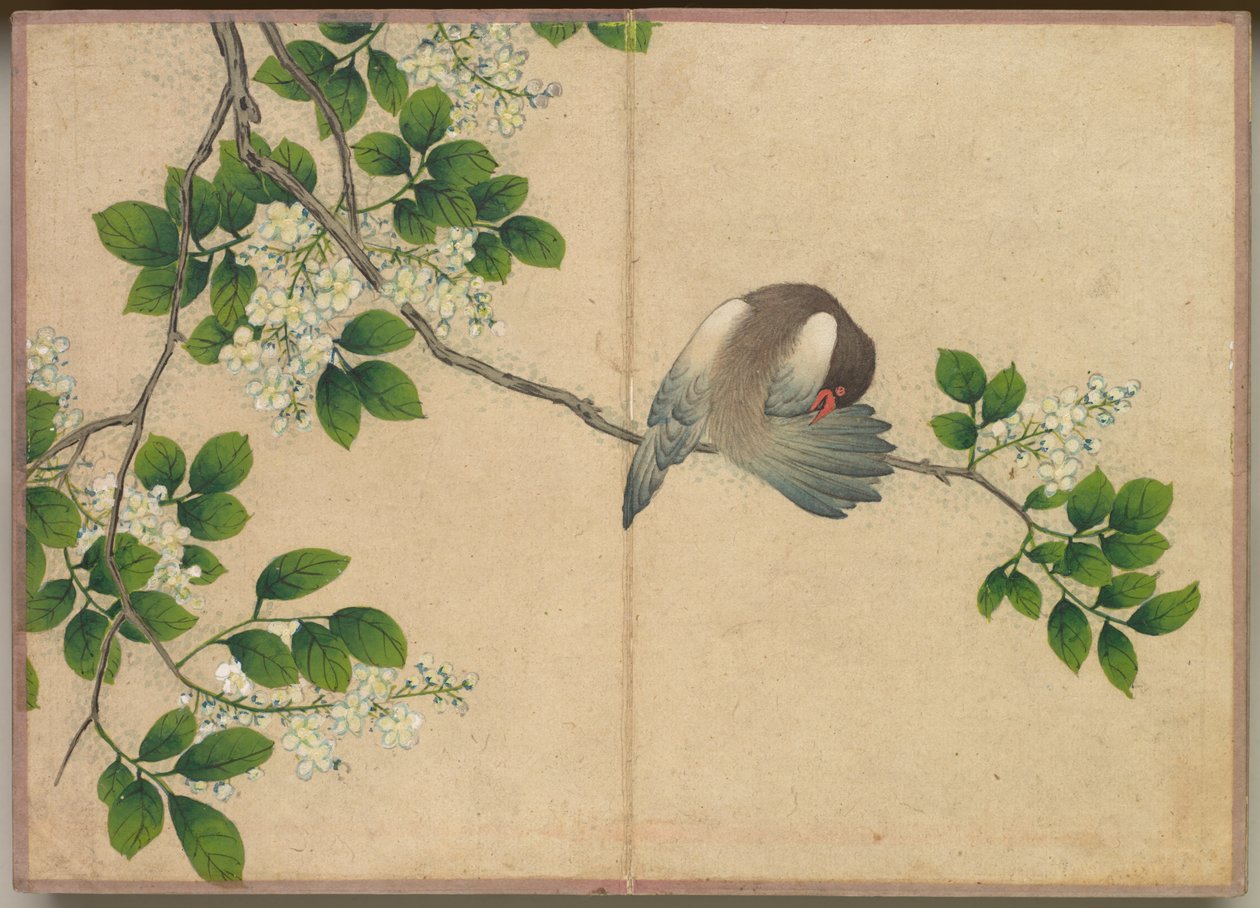 Schreibtischalbum: Blumen- und Vogelmalereien, Vogel beim Putzen, 18. Jahrhundert von Zhang Ruoai