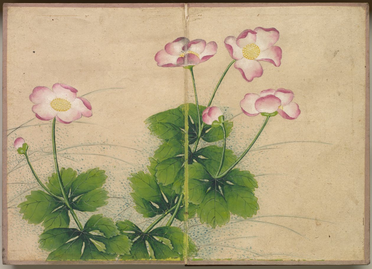 Schreibtischalbum: Blumen- und Vogelmalereien, Malvenblüten, 18. Jahrhundert von Zhang Ruoai