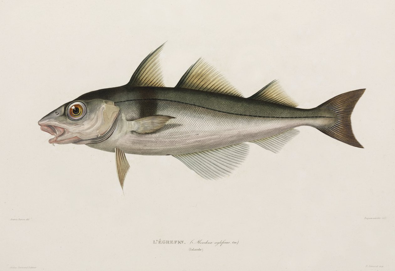 Schellfisch, Island, frühes 19. Jahrhundert von John Pardon