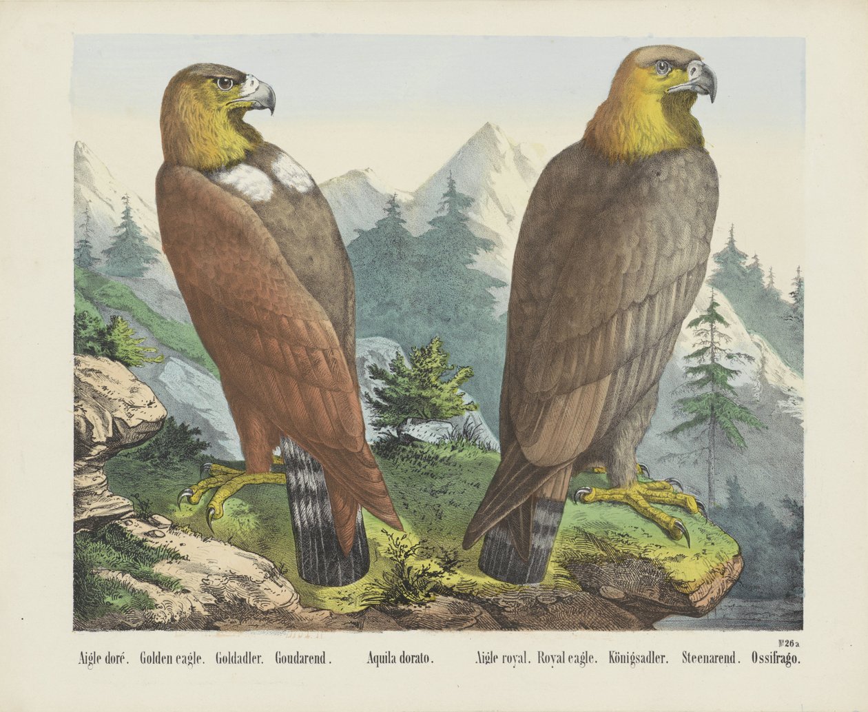 Goldadler von firma Joseph Scholz