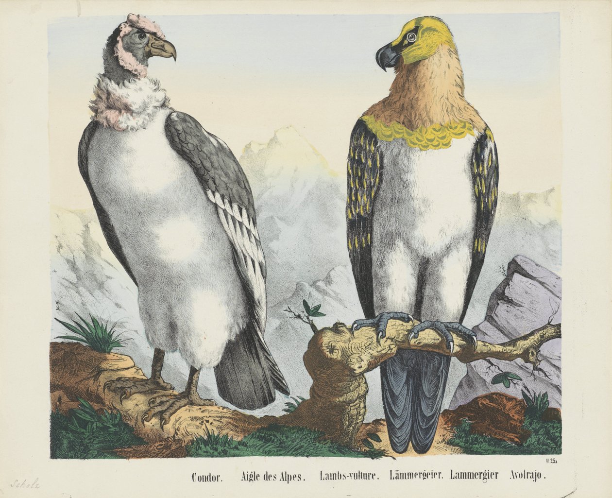 Condor / Alpenadler / Lämmergeier von firma Joseph Scholz
