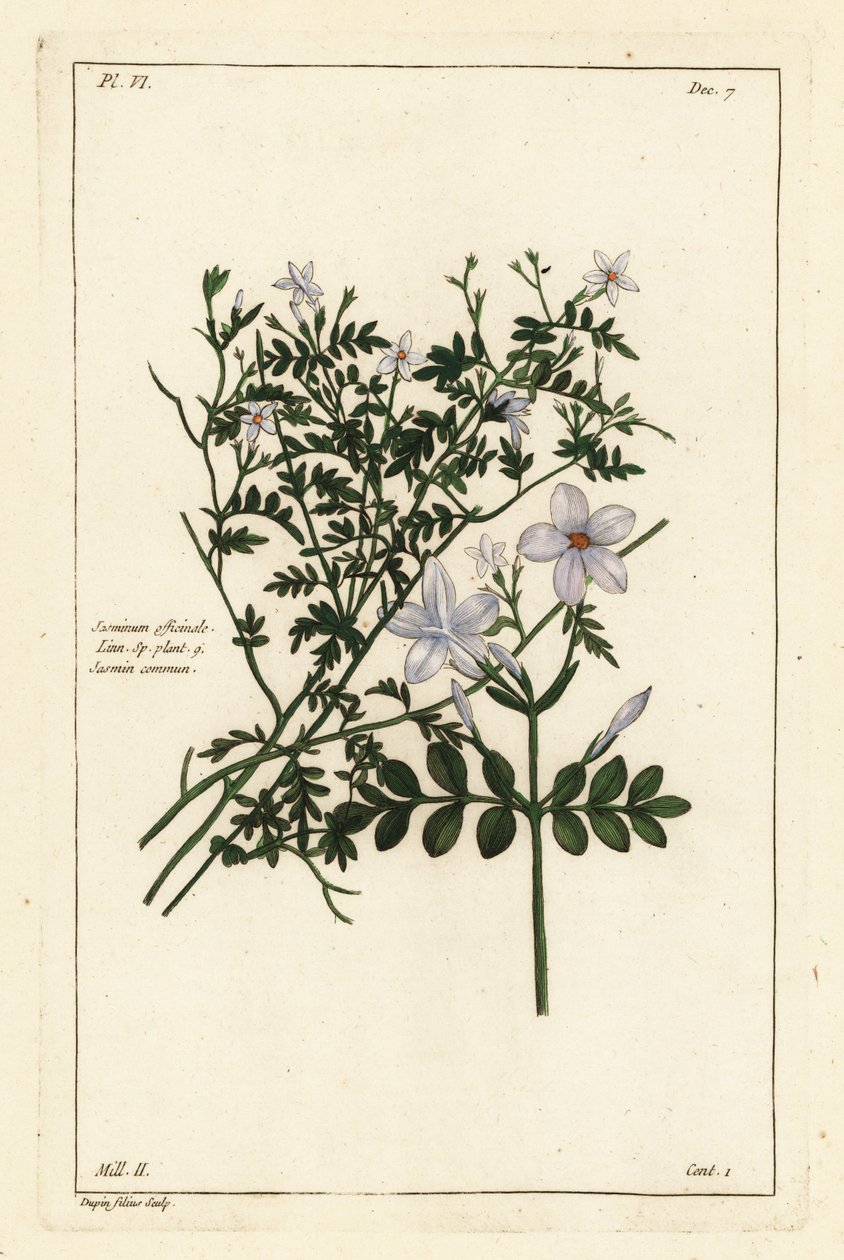 Echter Jasmin, Jasminum officinale, Linn von the Younger Dupin