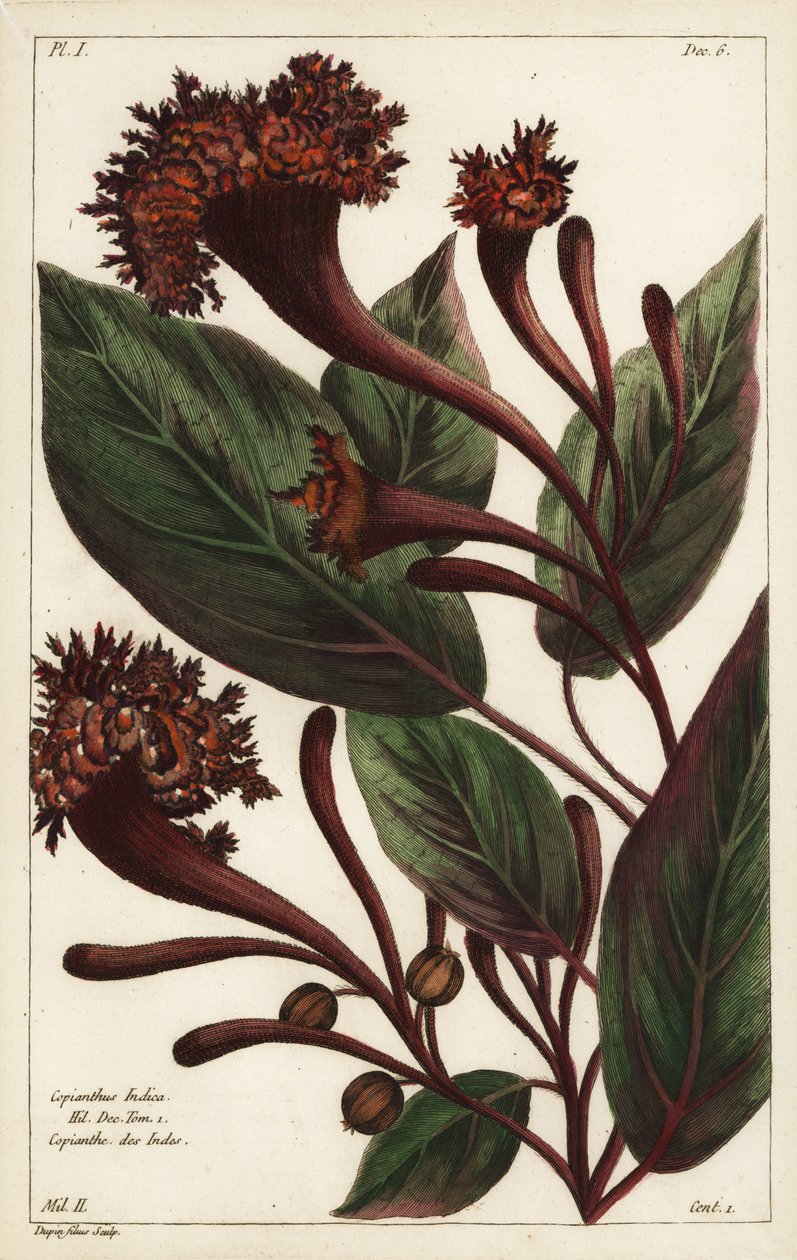 Cornucopian-Strauch, Copianthus indica, Hil von the Younger Dupin