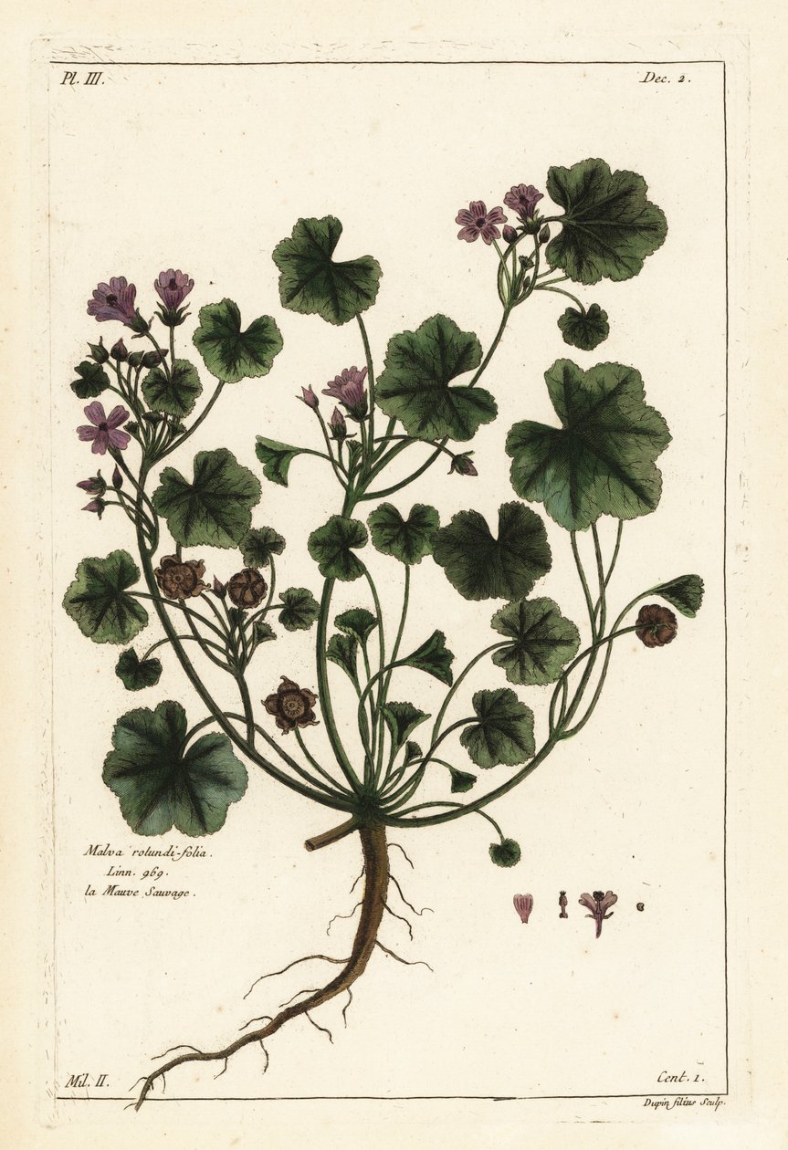 Kleine Malve oder Rundblättrige Malve, Malva pusilla von the Younger Dupin