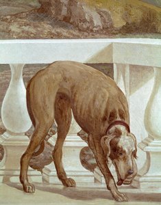 Hund auf einem Balkon (Fresko Detail) von Veronese