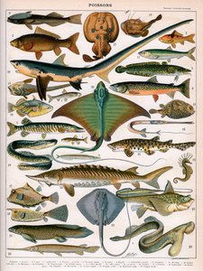 Illustration von Meeresfischen, ca. 1905-10