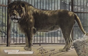 Afrikanischer Löwe, Londoner Zoologische Gärten