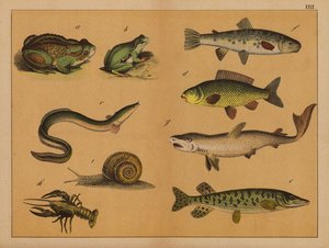 Amphibien, Weichtiere und Fische (Farblithografie)