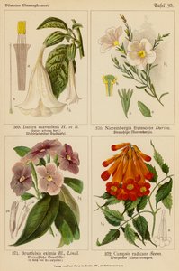 Datura Suaveolens, Nierembergia Frutescens, Brunfelsia Eximia, Campsis Radicans von (after) German School
