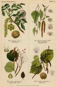 Juglans Regia, Betula Pendula, Alnus Glutinosa, Corylus Avellana von (after) German School