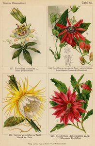 Passiflora Coerulea, Passiflora Racemosa, Cereus Grandiflorus, Epiphyllum Ackermannii von (after) German School
