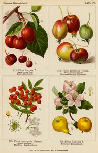 Pirus Baccata, Pirus Prunifolia, Pirus Aucuparia, Pirus Cydonia (Farblithografie) von (after) German School