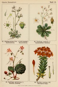 Saxifraga Decipiens, Saxifraga Hypnodes, Saxifraga Umbrosa, Saxifraga Sarmentosa, Rochea Coccinea von (after) German School