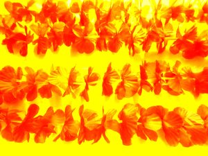 Blüten von Martina Konitzky