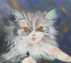 Maine-Coon Katze