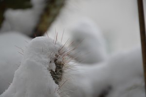 Kakteen im Winter von Detlef Georgi