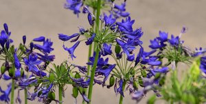 Gefangene Rosen vor weichem natürlichem und künstlerischem Hintergrund.