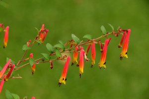 Gefangene Rosen vor weichem natürlichem und künstlerischem Hintergrund