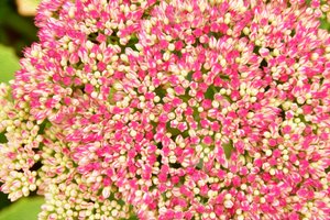 Blumenfeinmalerei im Ölmalstil