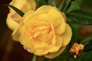 Florale Kunst von Albert Mansour