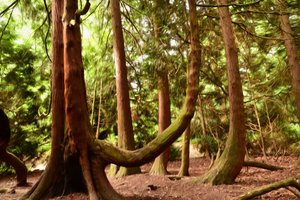 Naturwald in Ölmalerei-Stil von Albert Mansour