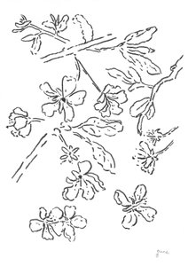 Blüten-Tintenstudie von june art