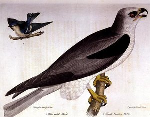 Weißschwanzbussard und weiblicher Caerulean-Waldsänger, graviert von Alexander Lanson