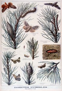 Schädliche Insekten: Schmetterlinge und Motten, die Kiefern schädigen, 1897