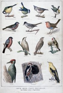 Nützliche Vögel in der Landwirtschaft, 1896