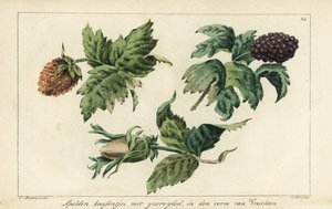 Stickmuster für Früchte, Beeren und Eicheln