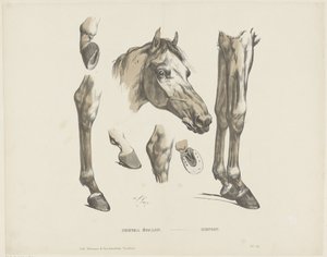Hengst