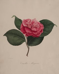 Iconographie du genre camellia: Nr. 171, 1839-1843 von Abbé Laurent Berlèse