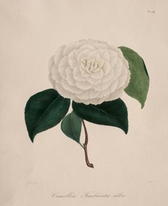 Iconographie des Kameliengenres: Nr. 194, 1839-1843 von Abbé Laurent Berlèse