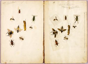 Insekten--Farbig, Studienmappe für das Buch Concealing Coloration in the Animal Kingdom von Abbott Handerson Thayer