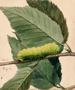 Mondraupe, Studie für das Buch Concealing Coloration in the Animal Kingdom, n.d.
