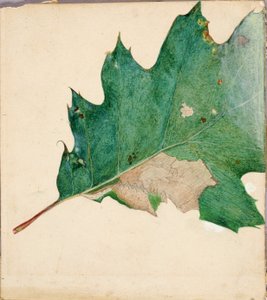 Oligocentra Lignicolor, Walker, Studie für das Buch Concealing Coloration in the Animal Kingdom