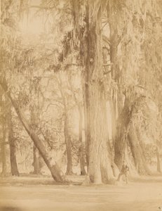 Mexiko. Hain von Chapultepec, Nähe von Mexiko