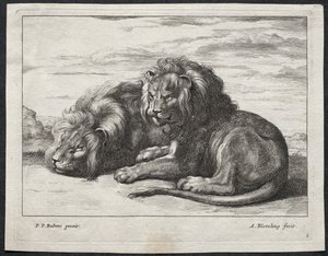 Verschiedene Löwen von Abraham Blooteling