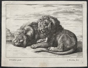 Verschiedene Löwen von Abraham Blooteling