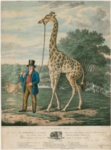 Porträt der Giraffe, 1827